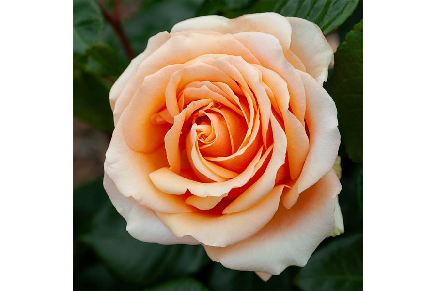 HYBRID TEA